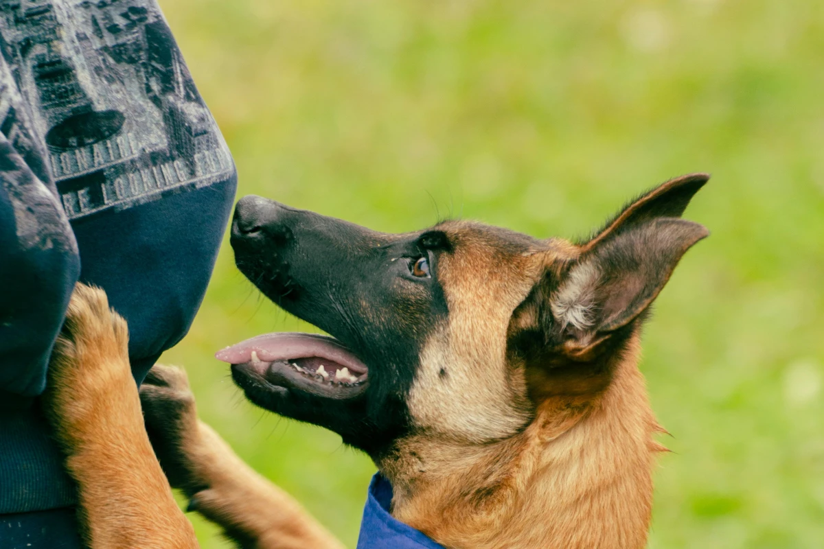 Reliable Leash Manners Coaching Arizona Guide